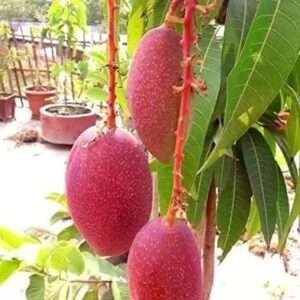 Miyazaki Mango Organic Fruit Plant