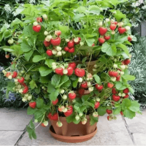 Strawberry Organic Fruit Plant (Sweet Charlie Jharaber, Grafted) Organic Fruit Plant