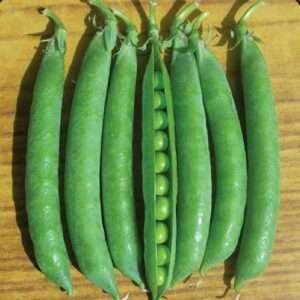 Peas Azad P 3 - Desi Vegetable Seeds