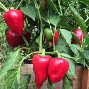 Pepper Sky BOR 10 - Vegetable Seeds