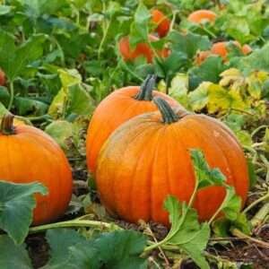 Pumpkin F1 Hybrid 406 - Vegetable Seeds