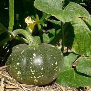 Pumpkin F1 Hybrid OS-204 - Vegetable Seeds