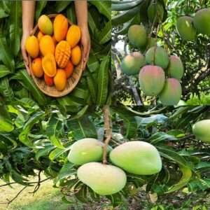 Badami Mango Grafted Organic Fruit Plant
