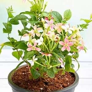 Madhumalti Dwarf, Rangoon Creeper Fresh Organic Flower Plant