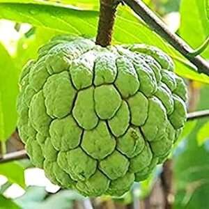 Sitaphal, Annona Squamosa (Grown Through Seeds) Organic Fruit Plant
