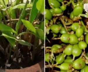 Choti Elaichi, Green Cardamom - Organic Fruit Plant
