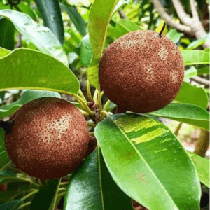 Verigated Chikoo Organic Fruit Plants (Grafted)