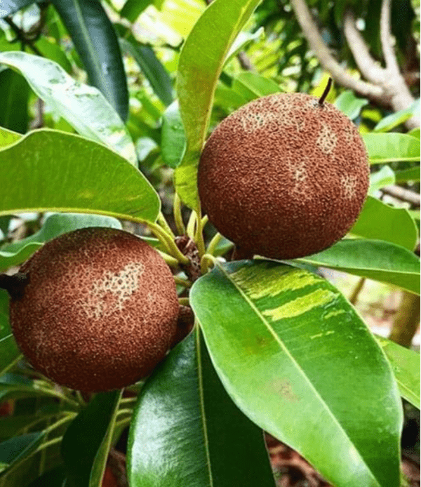 Verigated Chikoo Organic Fruit Plants (Grafted)