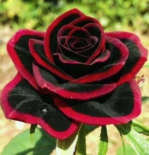 Special Rose Plant Imported V12