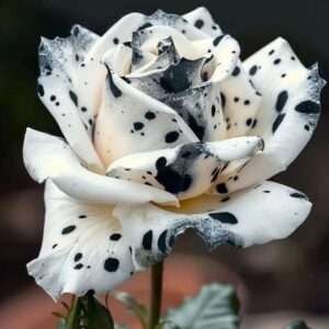 Special Rose Plant Imported V13