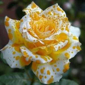 Special Rose Plant Imported V16