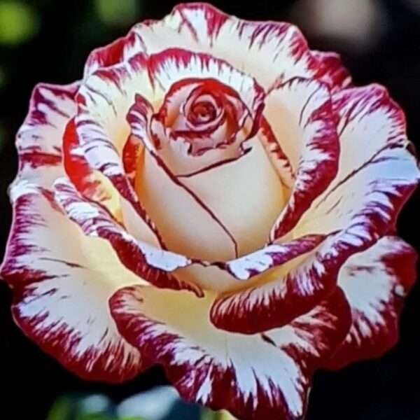 Special Rose Plant Imported V19
