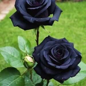 Special Rose Plant Imported Y3