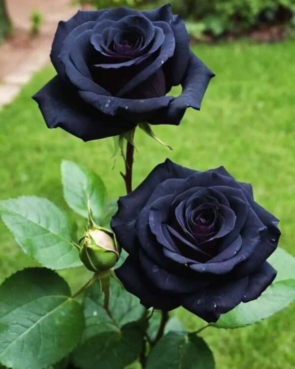 Special Rose Plant Imported Y3