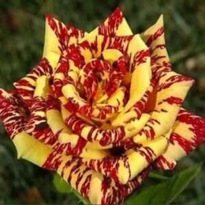 Special Rose Plant Imported Y6