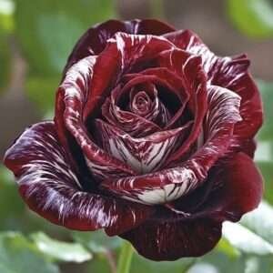 Special Rose Plant Imported Y9