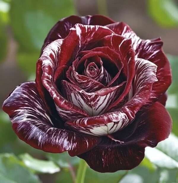 Special Rose Plant Imported Y9