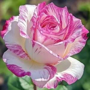 Special Rose Plant Imported S3