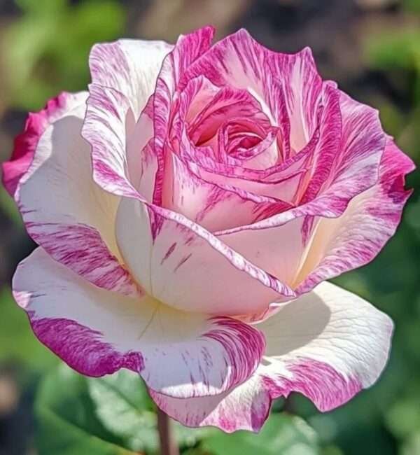 Special Rose Plant Imported S3