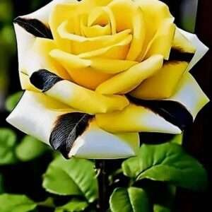 Special Rose Plant Imported S4