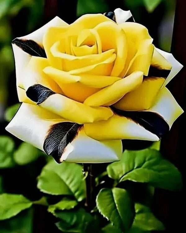 Special Rose Plant Imported S4
