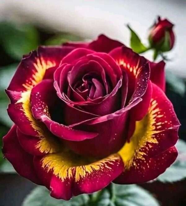 Special Rose Plant Imported S5