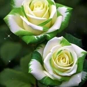 Special Rose Plant Imported S10