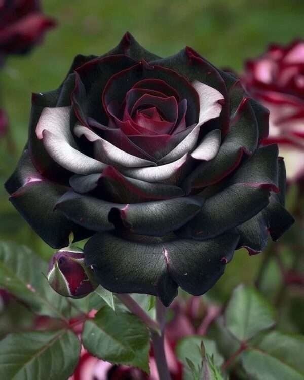 Special Rose Plant Imported S11