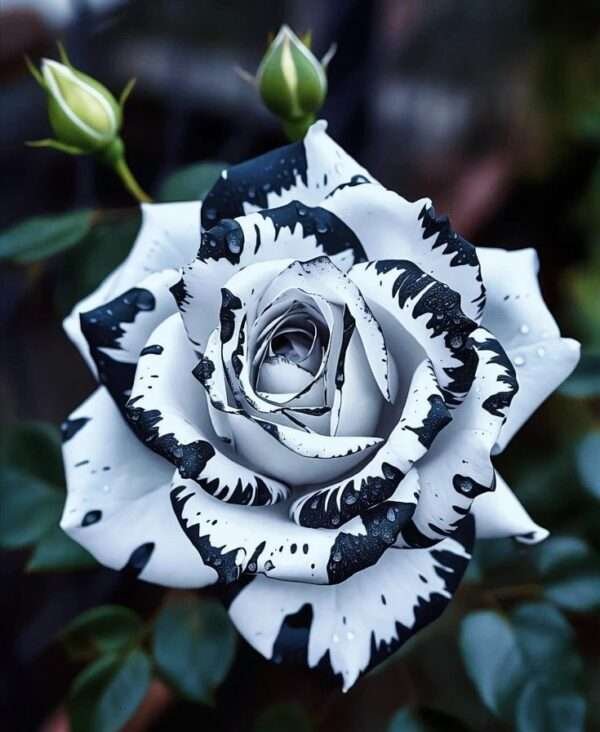 Special Rose Plant Imported S12