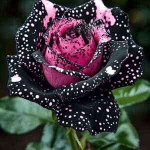 Special Rose Plant Imported S13