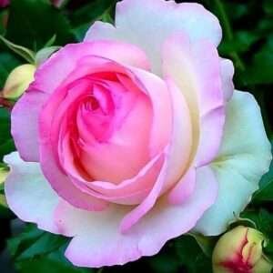 Special Rose Plant Imported P3
