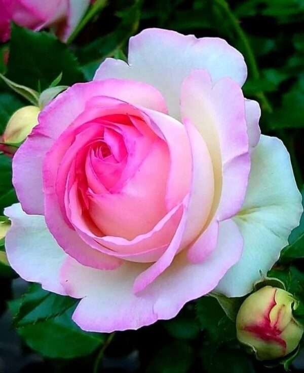 Special Rose Plant Imported P3
