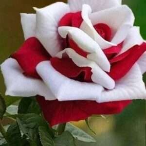 Special Rose Plant Imported P4