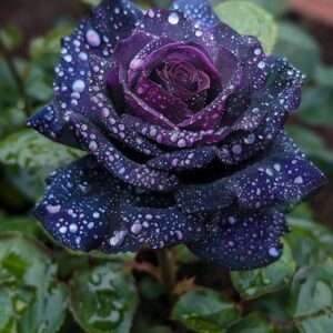 Special Rose Plant Imported V4