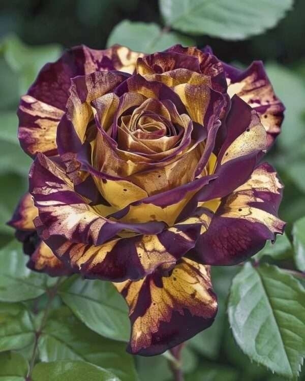 Special Rose Plant Imported P8