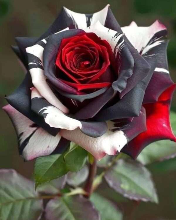 Special Rose Plant Imported P11