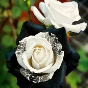 Special Rose Plant Imported P13