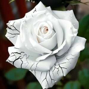 Special Rose Plant Imported P15