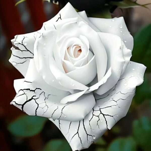 Special Rose Plant Imported P15