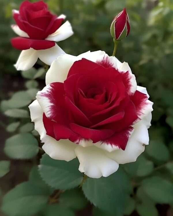 Special Rose Plant Imported P16