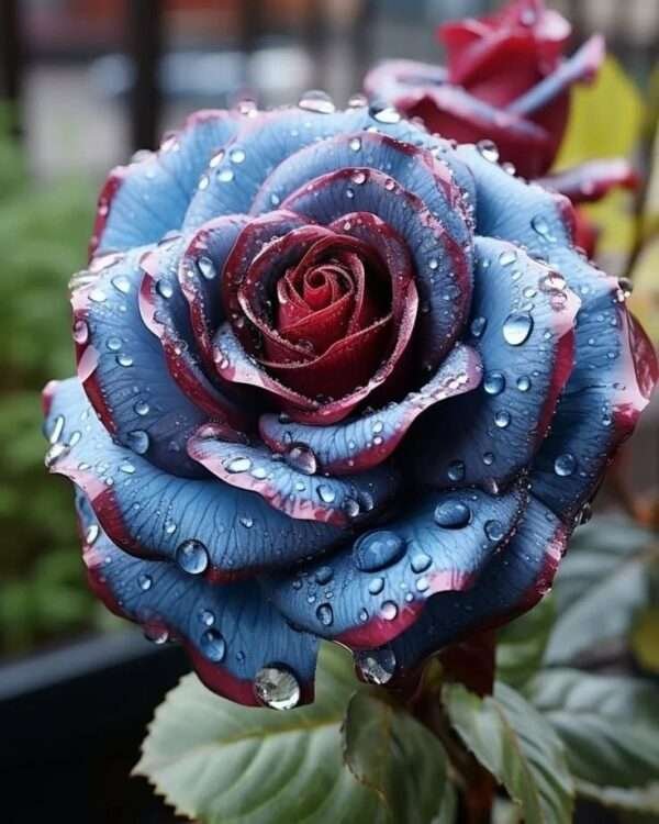 Special Rose Plant Imported YT6