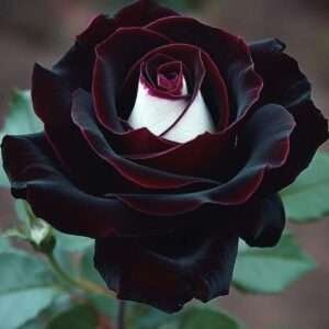 Special Rose Plant Imported YT7