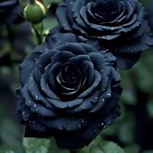 Special Rose Plant Imported YT9