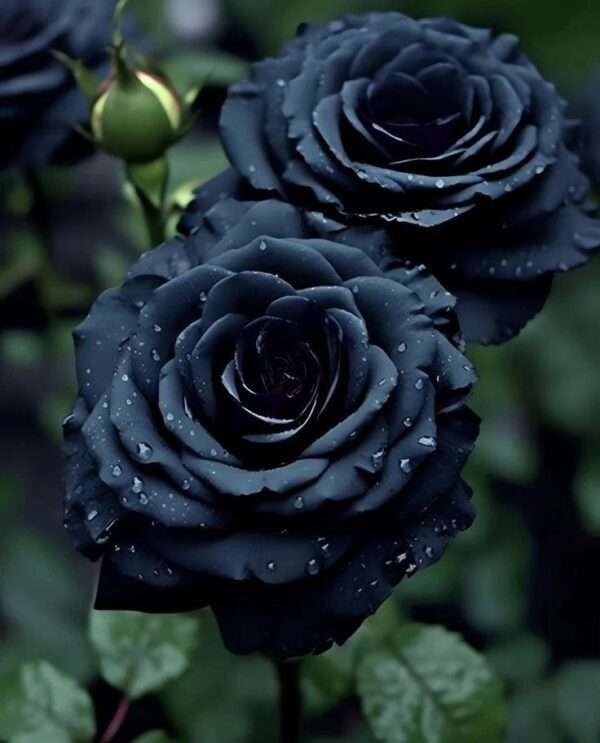 Special Rose Plant Imported YT9