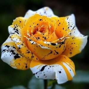 Special Rose Plant Imported YT10