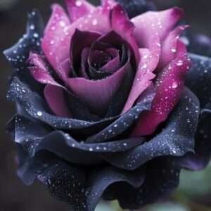 Special Rose Plant Imported YT11