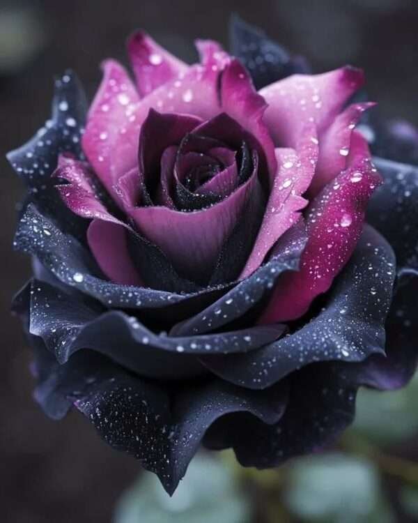 Special Rose Plant Imported YT11