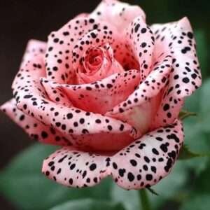 Special Rose Plant Imported YT14