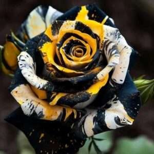 Special Rose Plant Imported YT15