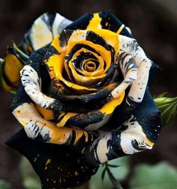 Special Rose Plant Imported YT15